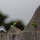 Photos of damage caused by savanna or forest fires