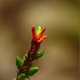 Photos of plants with red bloom