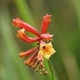 Photos of plants of Cerrado with orange bloom