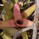 Photos of plants bromeliads and similar plants