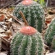 Photos of cacti and particular plants