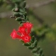 Photos of plants with red bloom