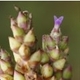 Photos of plants bromeliads and similar plants