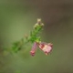 Photos of plants with red bloom