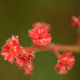 Photos of plants with red bloom