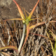 Photos of plants bromeliads and similar plants