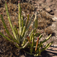 Photos of cacti and particular plants