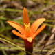 Photos of plants of Cerrado with orange bloom