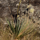 Photos of plants bromeliads and similar plants