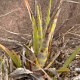 Photos of plants bromeliads and similar plants