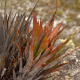 Photos of plants bromeliads and similar plants