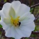Photos of plants with white bloom