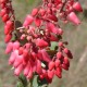 Photos of plants with red bloom