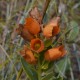 Photos of plants of Cerrado with orange bloom