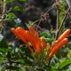 Photos of plants of Cerrado with orange bloom