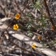 Photos of plants of Cerrado with orange bloom