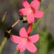 Photos of plants with red bloom