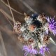 Photos of plants bromeliads and similar plants