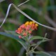 Photos of plants of Cerrado with orange bloom