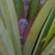 Photos of plants bromeliads and similar plants