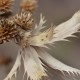 Plants or part of the plant dried on the stalk