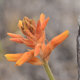 Photos of plants of Cerrado with orange bloom