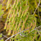 Photos of ferns