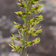 Photos of plants bromeliads and similar plants