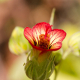 Photos of plants with red bloom