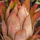 Photos of plants bromeliads and similar plants