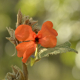 Photos of plants of Cerrado with orange bloom