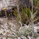 Photos of plants bromeliads and similar plants