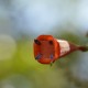 Photos of plants of Cerrado with orange bloom