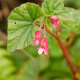 Photos of plants with red bloom