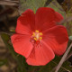 Photos of plants with red bloom