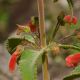 Photos of plants with red bloom