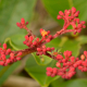 Photos of plants with red bloom