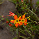 Photos of plants of Cerrado with orange bloom