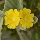 Photos of plants with yellow or golden bloom