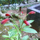 Photos of plants with red bloom