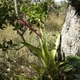 Photos of plants bromeliads and similar plants