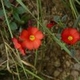 Photos of plants with red bloom