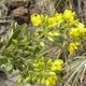 Photos of plants with yellow or golden bloom