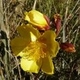 Photos of plants with yellow or golden bloom