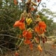 Photos of plants of Cerrado with orange bloom