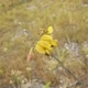 Photos of plants with yellow or golden bloom