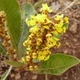 Photos of plants with yellow or golden bloom