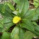 Photos of plants with yellow or golden bloom