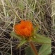 Photos of plants of Cerrado with orange bloom