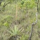 Photos of plants bromeliads and similar plants